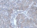 POFUT1 Antibody in Immunohistochemistry (Paraffin) (IHC (P))