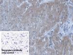 POFUT1 Antibody in Immunohistochemistry (Paraffin) (IHC (P))