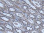 POFUT1 Antibody in Immunohistochemistry (Paraffin) (IHC (P))