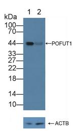 POFUT1 Antibody in Western Blot (WB)