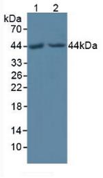 POFUT1 Antibody in Western Blot (WB)