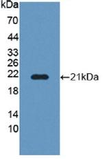 POFUT1 Antibody in Western Blot (WB)