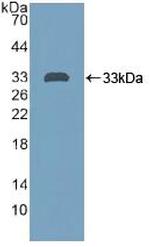 PTPRH Antibody in Western Blot (WB)