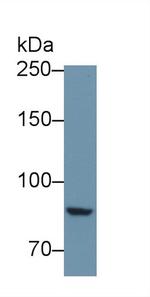 PTPRS Antibody in Western Blot (WB)