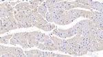 PRL3 Polyclonal Antibody