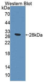 PCDHA1 Antibody in Western Blot (WB)