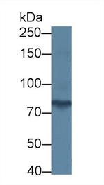 PCDHA1 Antibody in Western Blot (WB)