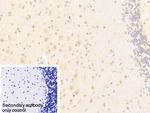 PCDHA1 Polyclonal Antibody