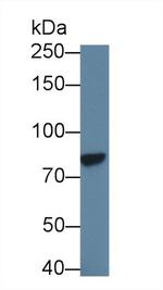 PCDHA1 Antibody in Western Blot (WB)