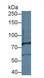 PCDHA1 Antibody in Western Blot (WB)
