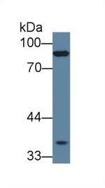 PCDHB15 Antibody in Western Blot (WB)