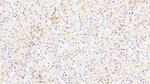 MIP-4 Polyclonal Antibody
