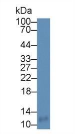 MIP-4 Antibody in Western Blot (WB)