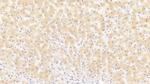 NPEPPS Antibody in Immunohistochemistry (Paraffin) (IHC (P))