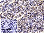 NPEPPS Antibody in Immunohistochemistry (Paraffin) (IHC (P))