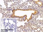 PKM2 Antibody in Immunohistochemistry (Paraffin) (IHC (P))