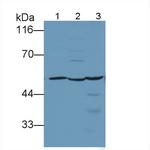 RORA Polyclonal Antibody
