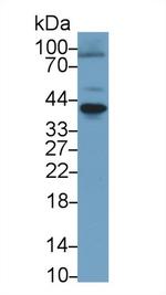 RANK (CD265) Antibody in Western Blot (WB)