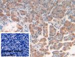 REG1B Antibody in Immunohistochemistry (Paraffin) (IHC (P))