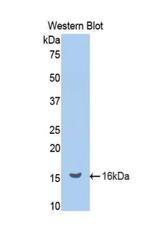 Renin Antibody in Western Blot (WB)