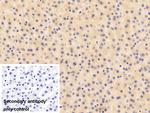 RBP4 Antibody in Immunohistochemistry (Paraffin) (IHC (P))