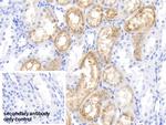 RBP4 Antibody in Immunohistochemistry (Paraffin) (IHC (P))