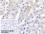 RBP4 Antibody in Immunohistochemistry (Paraffin) (IHC (P))