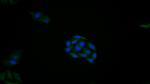 REV1 Polyclonal Antibody