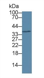 RNASEH2A Antibody in Western Blot (WB)