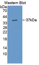 RNASEH2A Antibody in Western Blot (WB)
