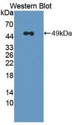 RNF39 Antibody in Western Blot (WB)