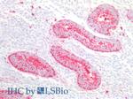 REXO2 Antibody in Immunohistochemistry (Paraffin) (IHC (P))