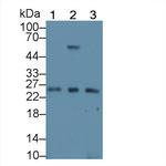 REXO2 Antibody in Western Blot (WB)