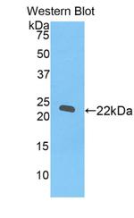 REXO2 Antibody in Western Blot (WB)