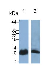 S100A6 Antibody in Western Blot (WB)