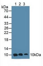S100A6 Antibody in Western Blot (WB)