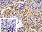 SCRN1 Polyclonal Antibody