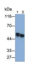 SCRN1 Antibody in Western Blot (WB)