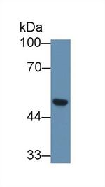 SCRN1 Antibody in Western Blot (WB)