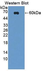 SCRN1 Antibody in Western Blot (WB)