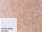SEPT5 Antibody in Immunohistochemistry (Paraffin) (IHC (P))