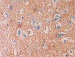 SEPT5 Antibody in Immunohistochemistry (Paraffin) (IHC (P))