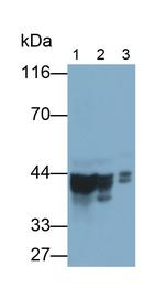 SEPT5 Antibody in Western Blot (WB)