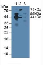 SEPT5 Antibody in Western Blot (WB)