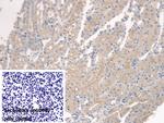 SPTLC1 Antibody in Immunohistochemistry (Paraffin) (IHC (P))