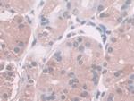 HAI-2 Antibody in Immunohistochemistry (Paraffin) (IHC (P))