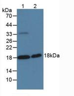 HAI-2 Antibody in Western Blot (WB)