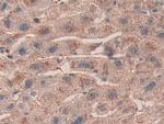 SHC3 Antibody in Immunohistochemistry (Paraffin) (IHC (P))