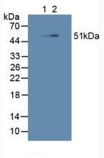 SHC3 Antibody in Western Blot (WB)