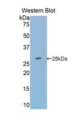 SIGLEC5 Antibody in Western Blot (WB)